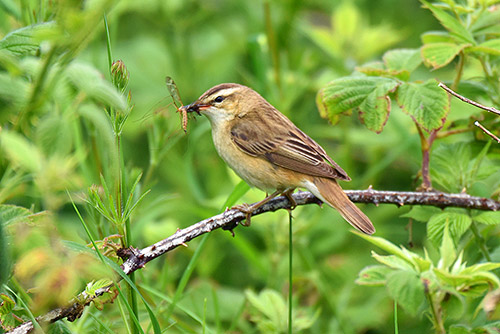 Picture of a Sedge Warbler with an insect in its beak