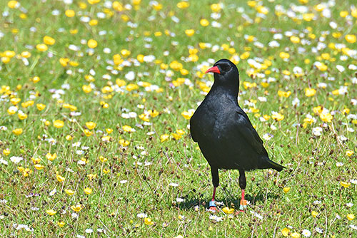 Picture of a Chough on a machair