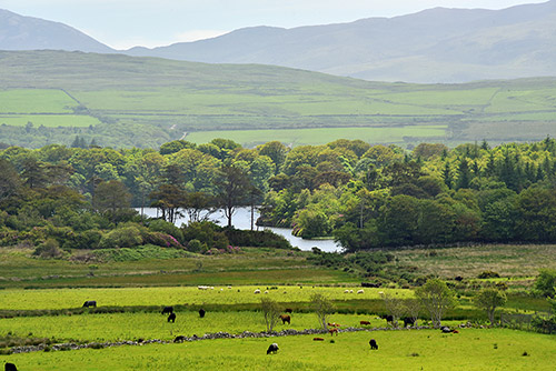 Picture of a freshwater loch mostly surrounded by woods